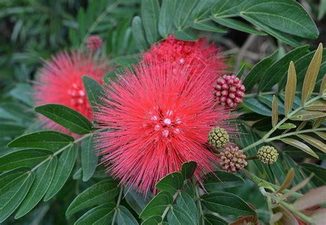 紅絨球|Green Living @ CityU 紅絨球 (Red Powder Puff ) Calliandra。